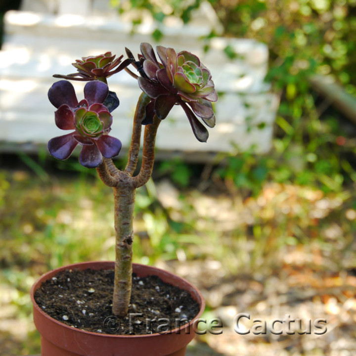 Aeonium atropurpureum 6