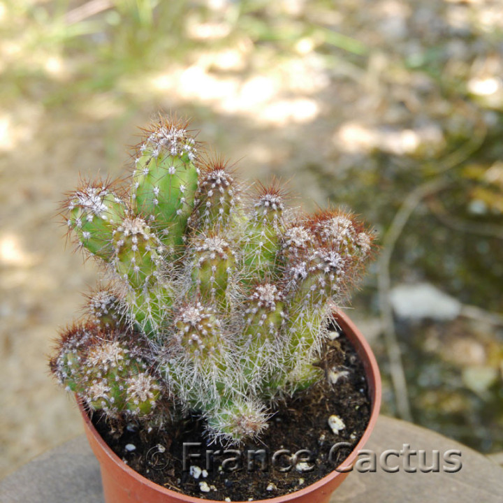 Cereus jamacaru monstruosus 7