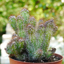 Cereus jamacaru monstruosus 6