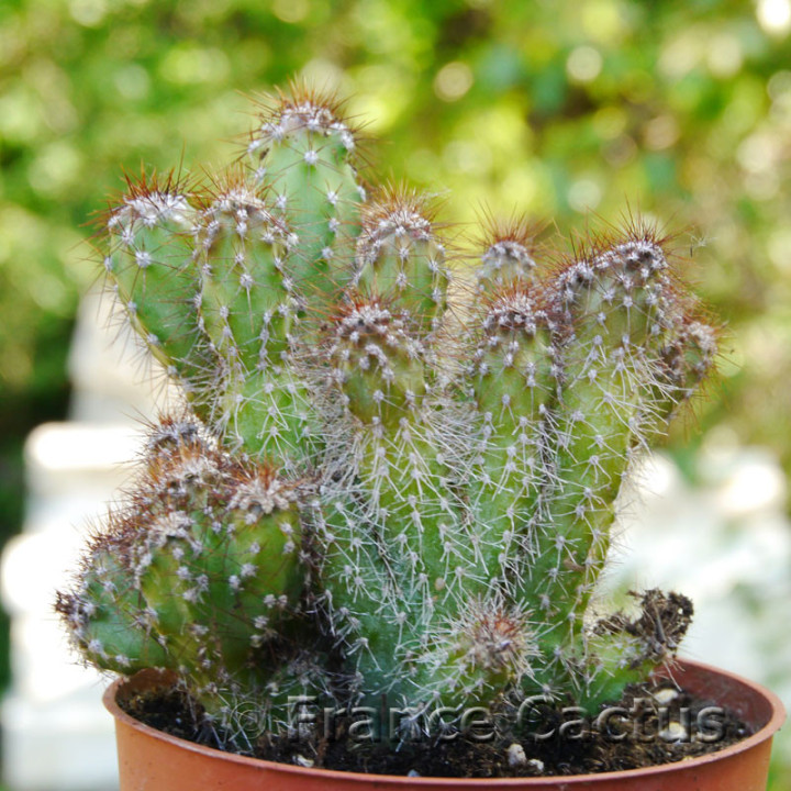 Cereus jamacaru monstruosus 6