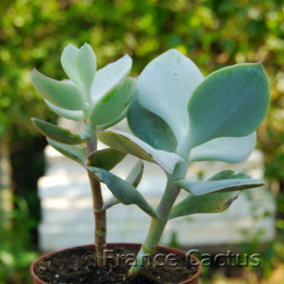 Cotyledon orbiculata 6