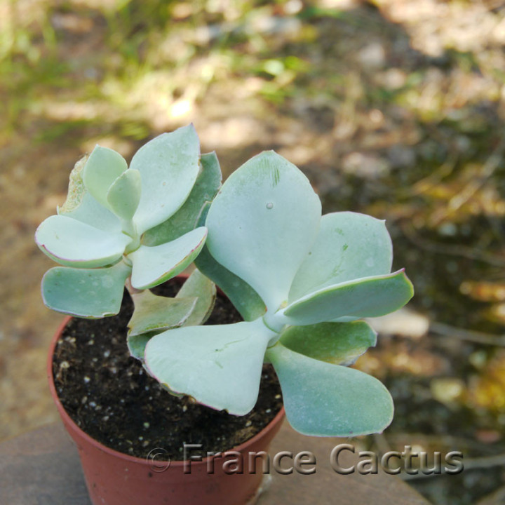 Cotyledon orbiculata 7