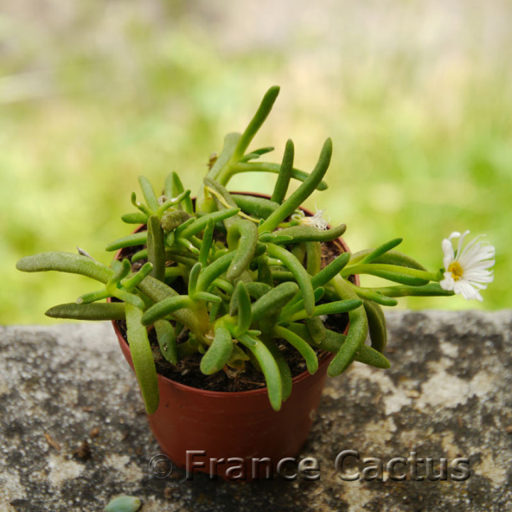 Delosperma cooperi alba 2