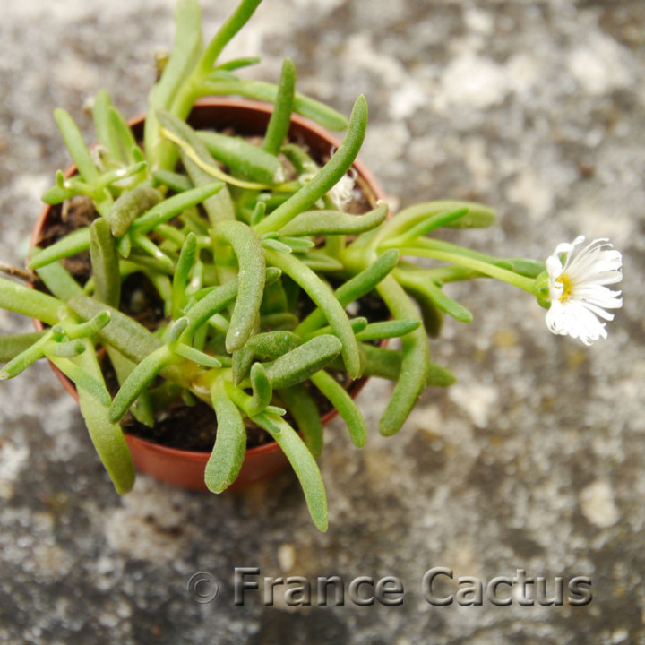 Delosperma cooperi alba 3