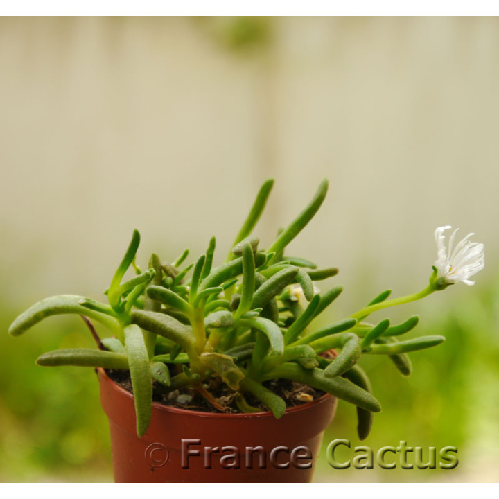 Delosperma cooperi alba 1