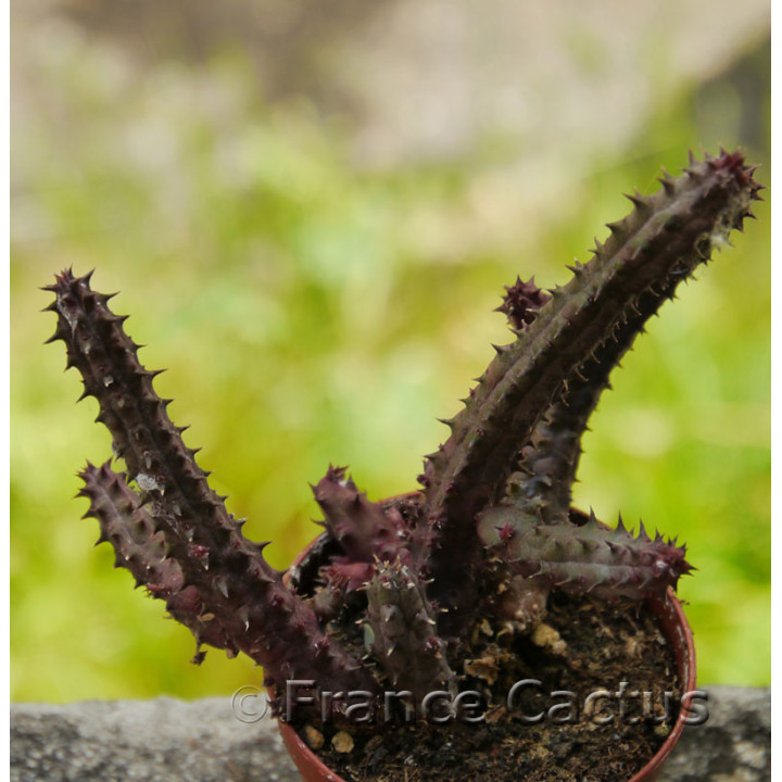 Stapelia variegata 2