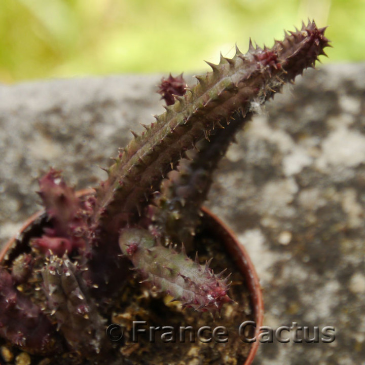 Stapelia variegata 3