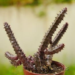 Stapelia variegata 1