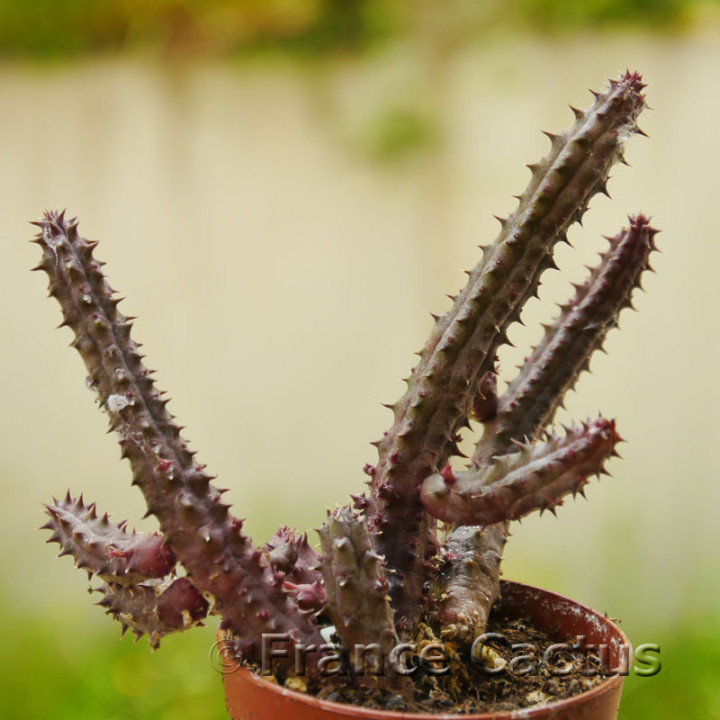 Stapelia variegata 1