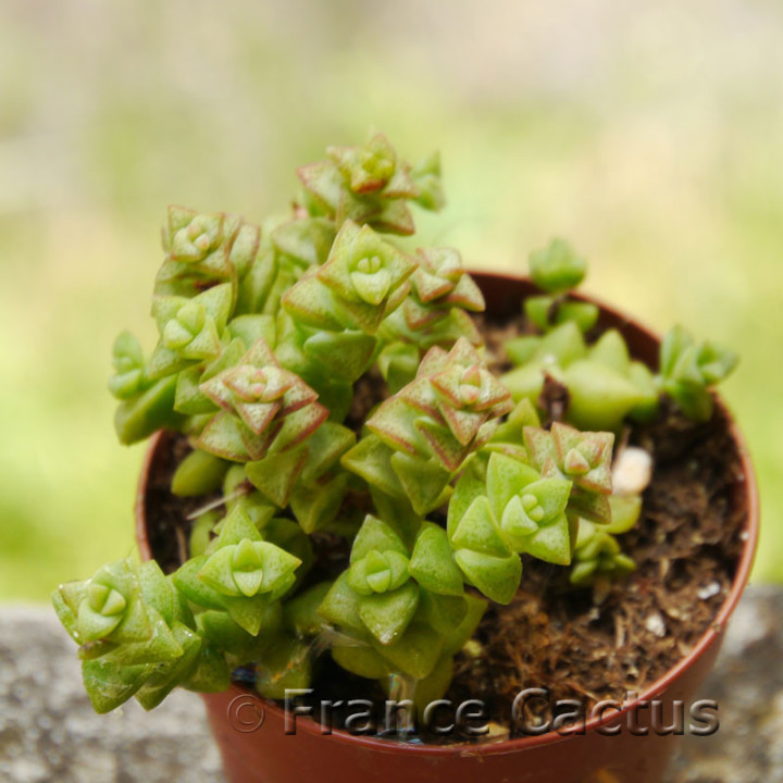 Crassula "Tom Thumb" 2