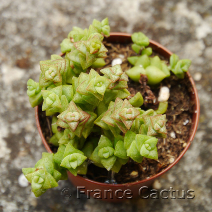 Crassula "Tom Thumb" 3