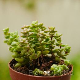 Crassula "Tom Thumb" 1