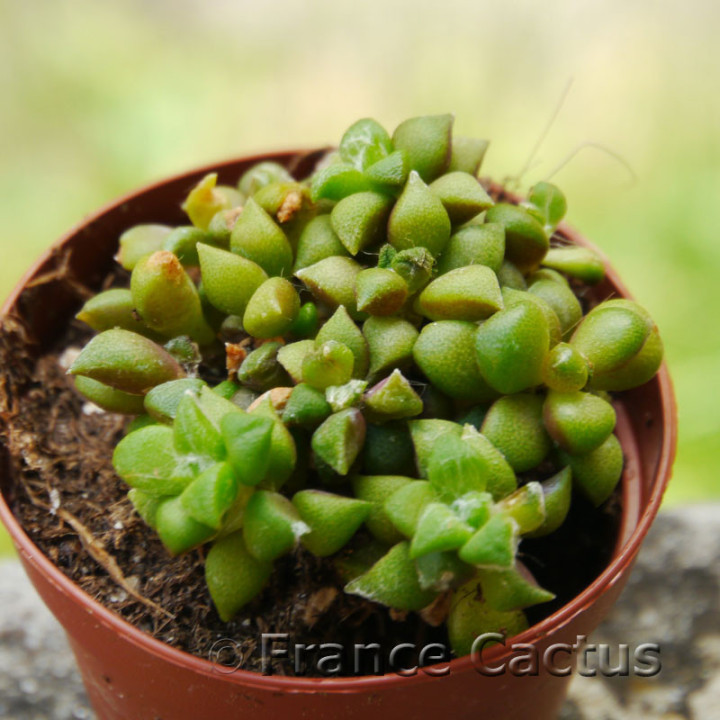 Anacampseros arachnoides 2