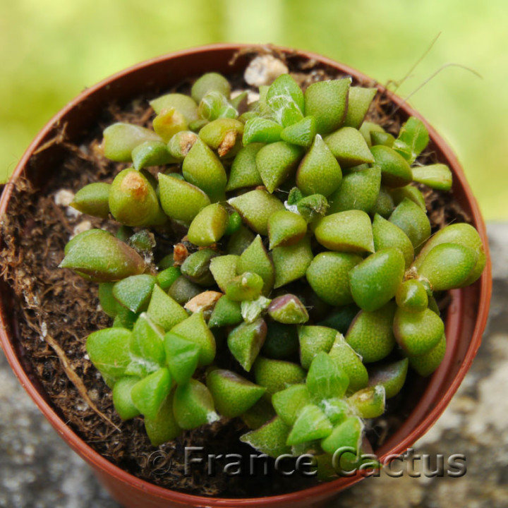 Anacampseros arachnoides 3