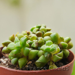 Anacampseros arachnoides 1
