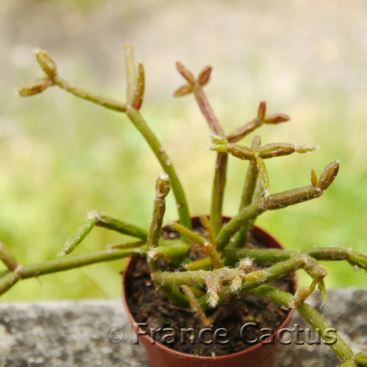Rhipsalis clavata 2