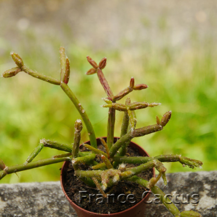 Rhipsalis clavata 3