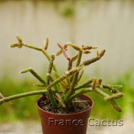 Rhipsalis clavata 1