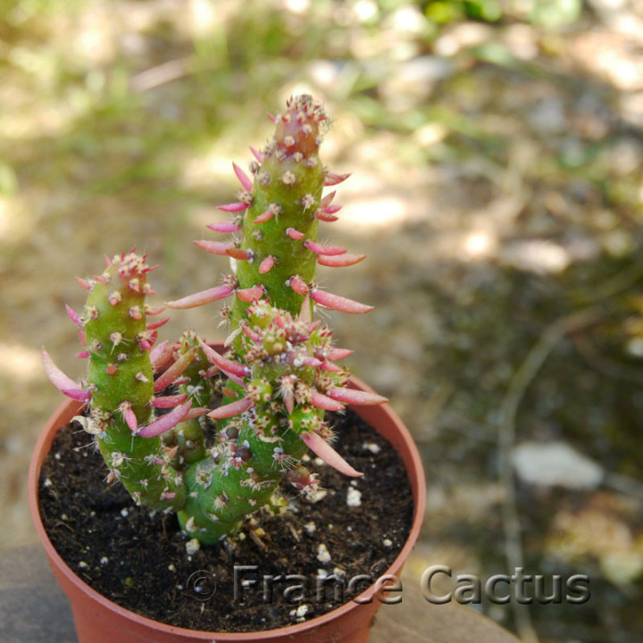 Opuntia subulata 7