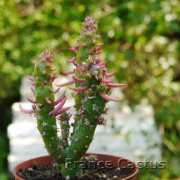 Opuntia subulata 6