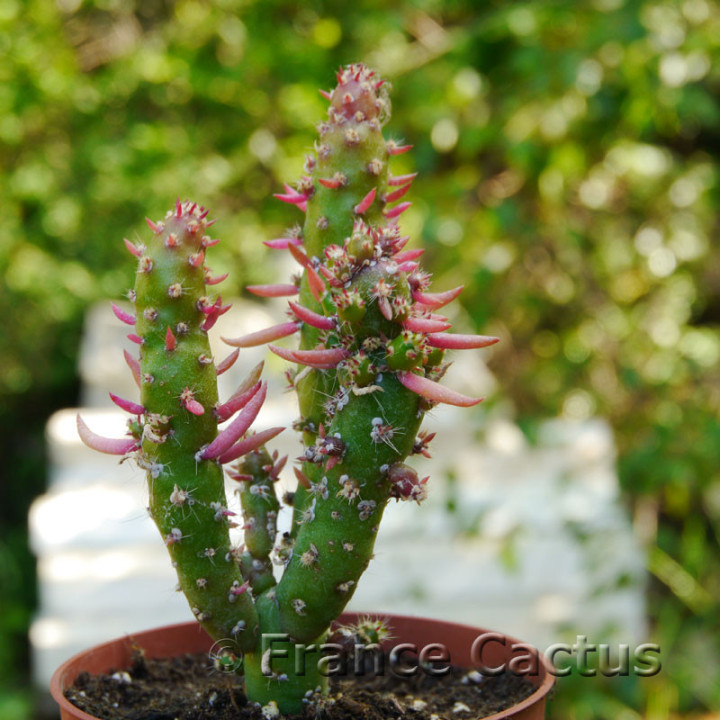 Opuntia subulata 6