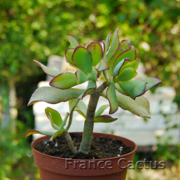 Crassula arborescens 6
