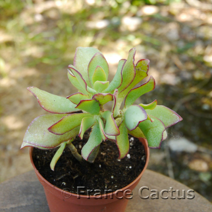 Crassula arborescens 7