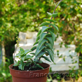 Crassula perforata 'Starshine' 6