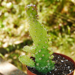 Opuntia monacantha 6