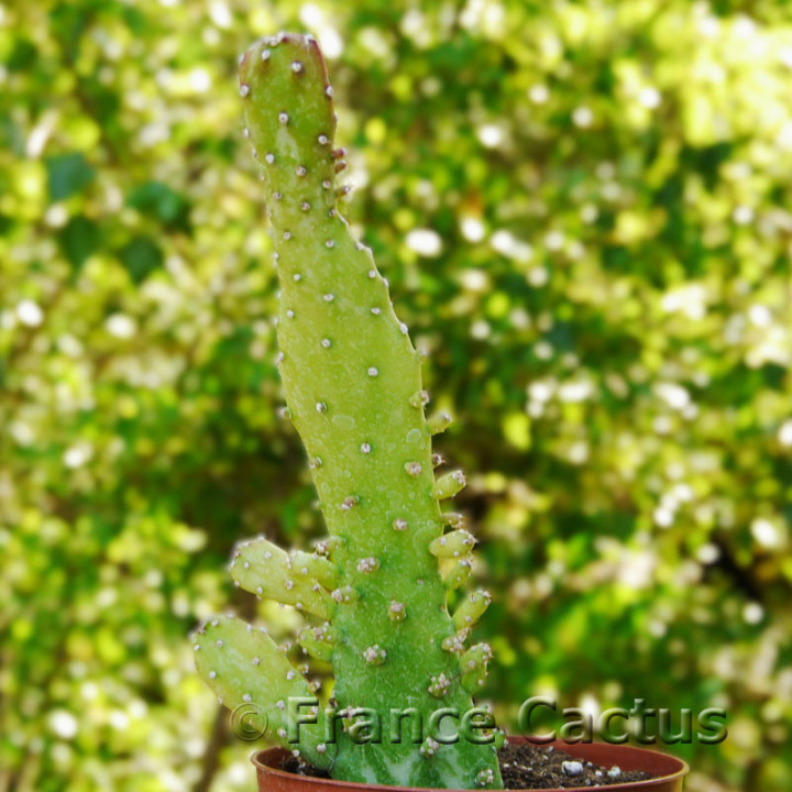 Opuntia monacantha 7