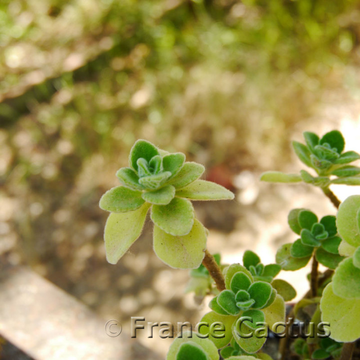 Plectranthus amboinicus 8