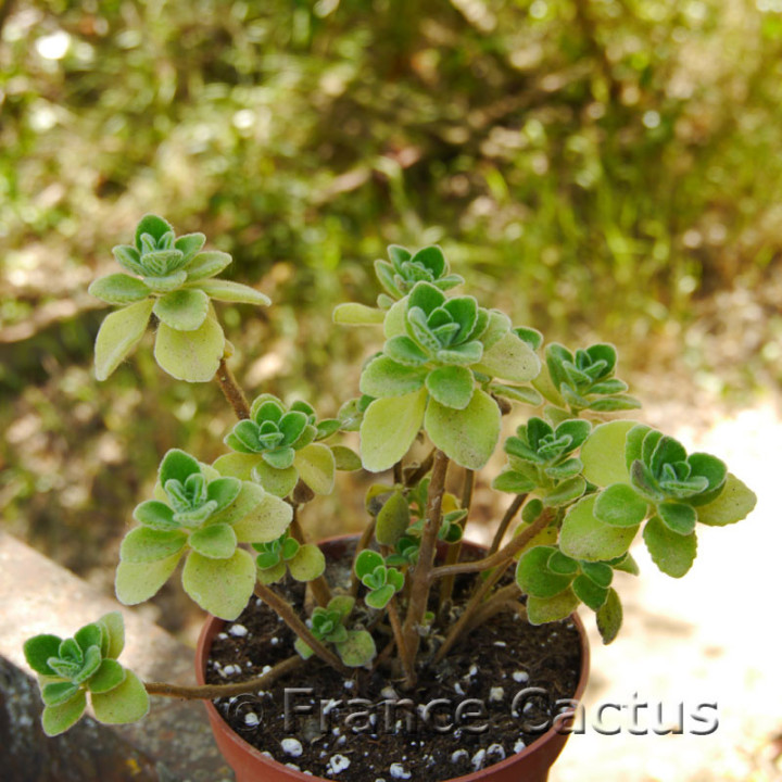 Plectranthus amboinicus 7