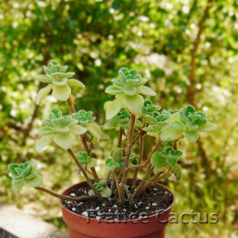Plectranthus amboinicus 6