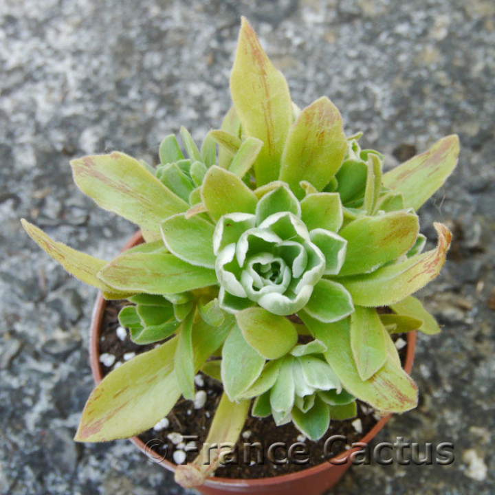 Aeonium "Ballerina" 6