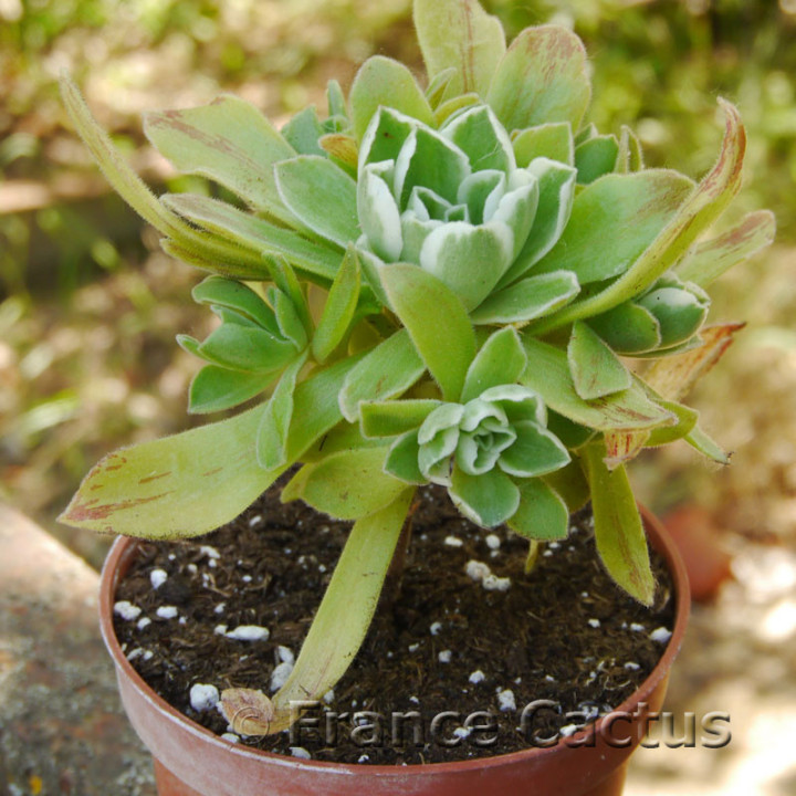 Aeonium "Ballerina" 7