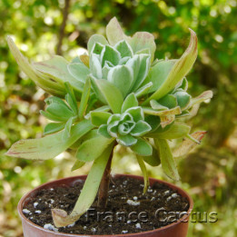 Aeonium "Ballerina" 8