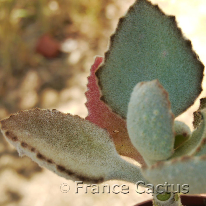Kalanchoe beharensis "Fang" 8