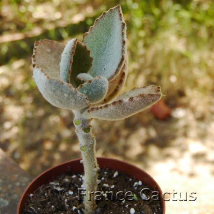 Kalanchoe beharensis "Fang" 7
