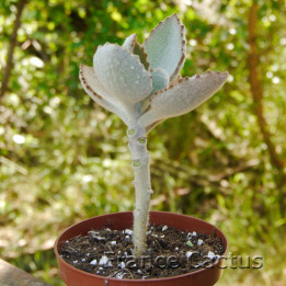 Kalanchoe beharensis "Fang" 6