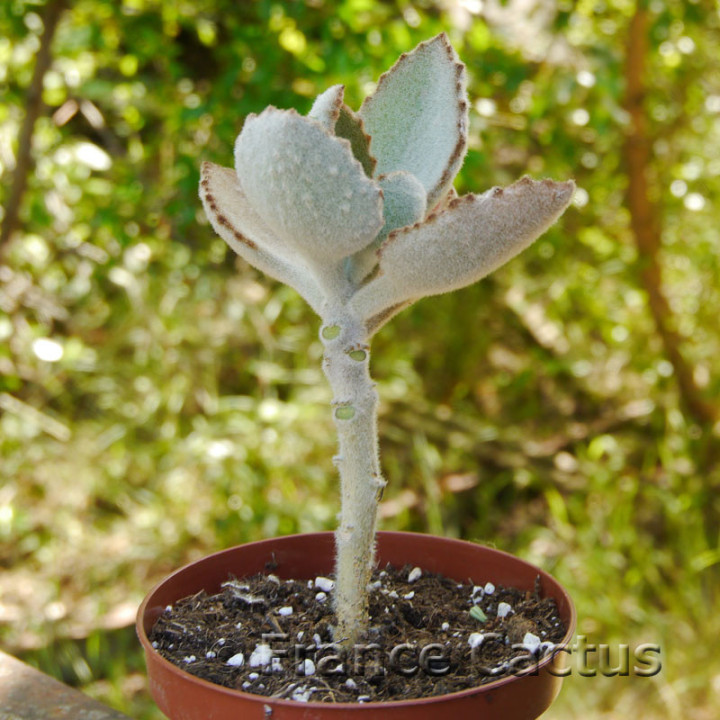 Kalanchoe beharensis "Fang" 6