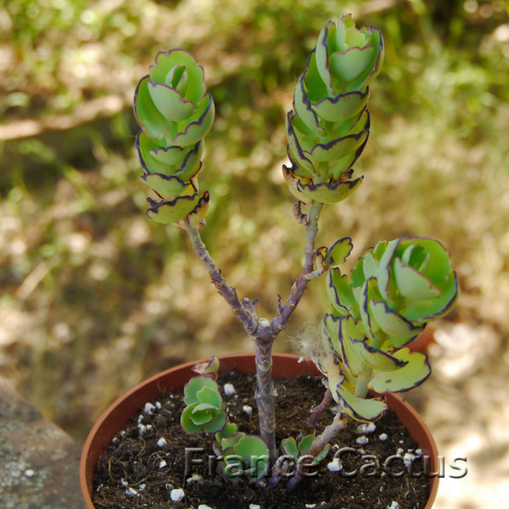Kalanchoe laxiflora 7