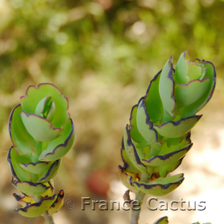 Kalanchoe laxiflora 8
