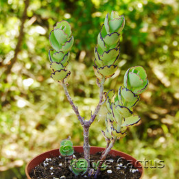 Kalanchoe laxiflora 6