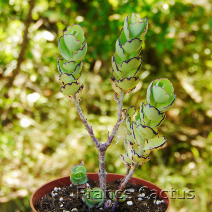 Kalanchoe laxiflora 6