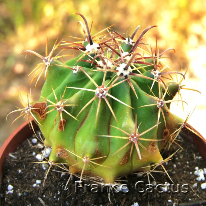 Ferocactus horridus 6