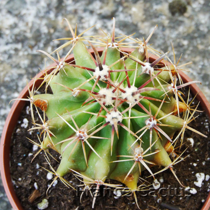 Ferocactus horridus 8