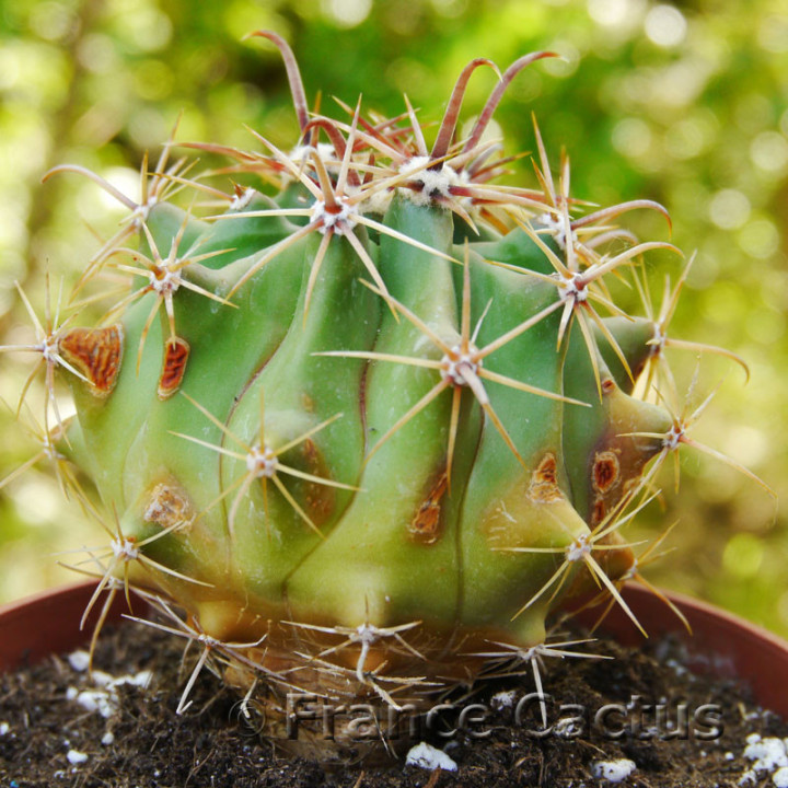 Ferocactus horridus 7