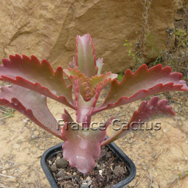 Kalanchoe sexangularis 5