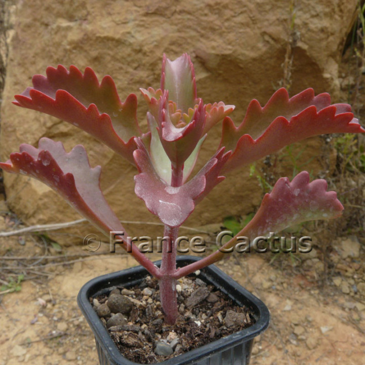 Kalanchoe sexangularis 4