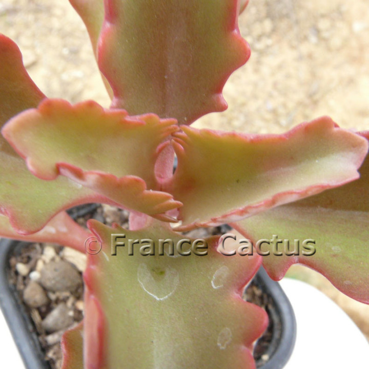 Kalanchoe sexangularis 6